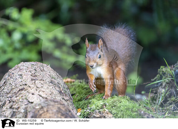 Europisches Eichhrnchen / Eurasian red squirre / WS-10259