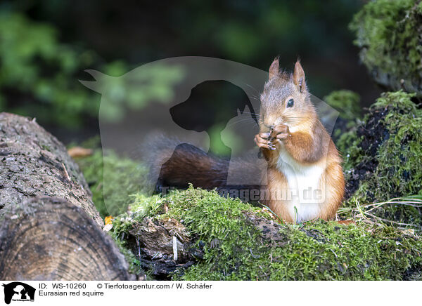 Europisches Eichhrnchen / Eurasian red squirre / WS-10260