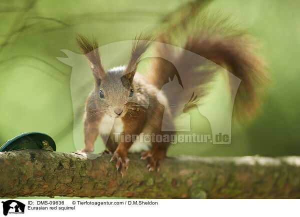 Europisches Eichhrnchen / Eurasian red squirrel / DMS-09636