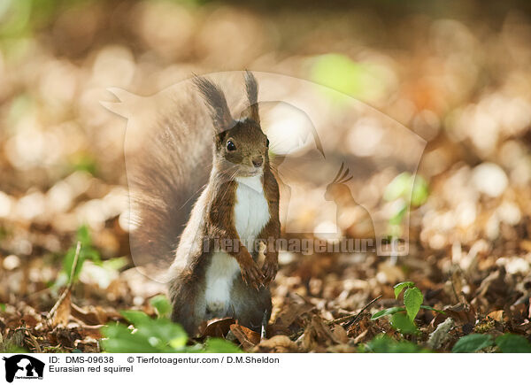 Europisches Eichhrnchen / Eurasian red squirrel / DMS-09638