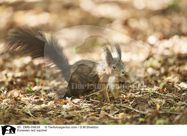 Europisches Eichhrnchen / Eurasian red squirrel / DMS-09639