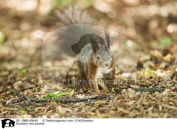 Europisches Eichhrnchen / Eurasian red squirrel / DMS-09640