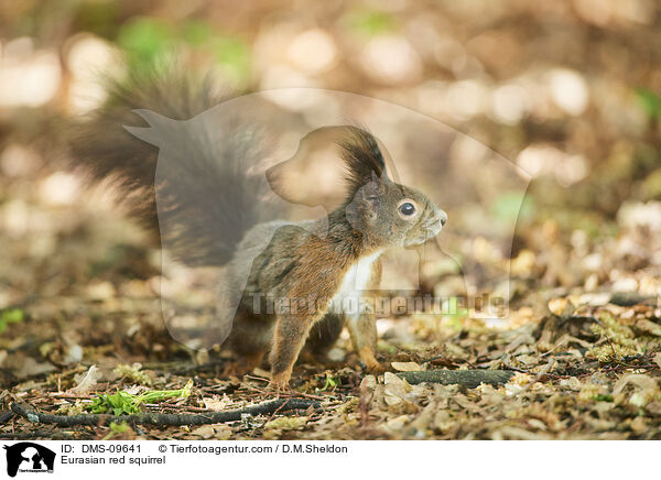 Europisches Eichhrnchen / Eurasian red squirrel / DMS-09641