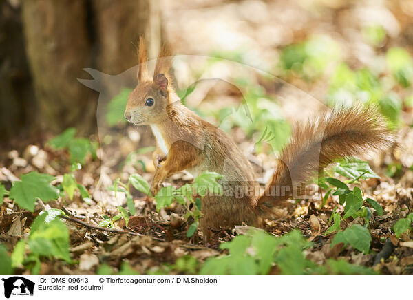Europisches Eichhrnchen / Eurasian red squirrel / DMS-09643