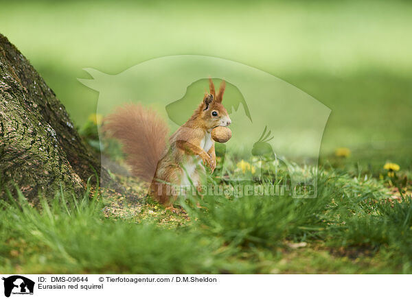 Europisches Eichhrnchen / Eurasian red squirrel / DMS-09644