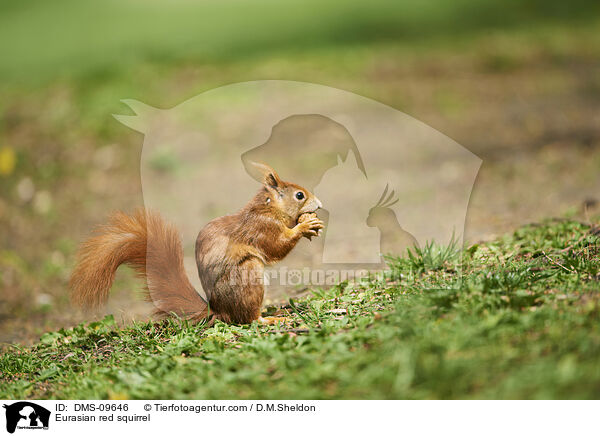 Europisches Eichhrnchen / Eurasian red squirrel / DMS-09646
