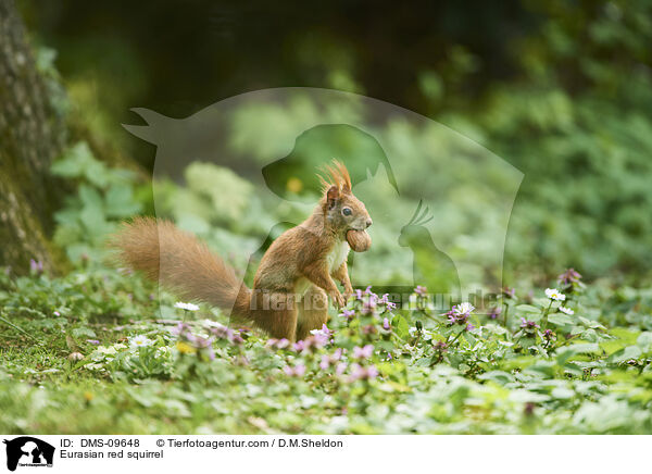Europisches Eichhrnchen / Eurasian red squirrel / DMS-09648