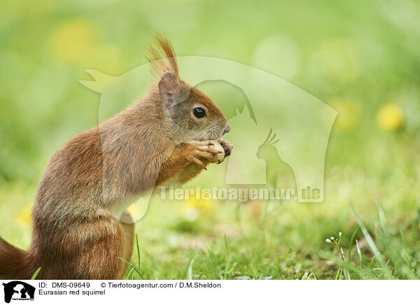 Europisches Eichhrnchen / Eurasian red squirrel / DMS-09649