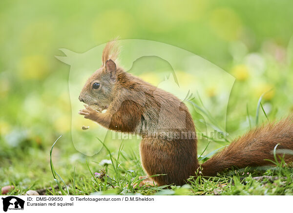 Europisches Eichhrnchen / Eurasian red squirrel / DMS-09650