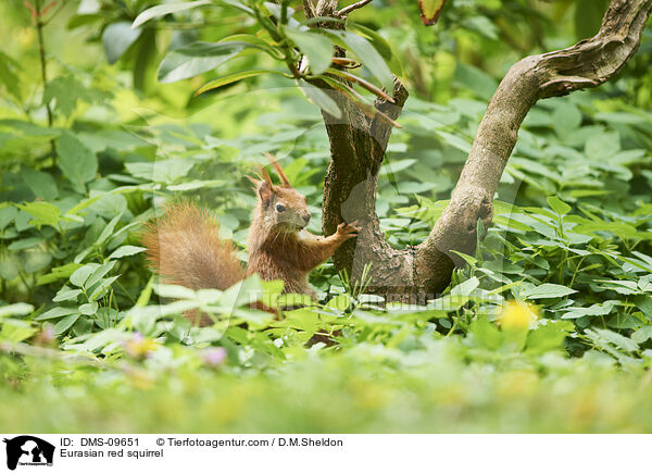 Europisches Eichhrnchen / Eurasian red squirrel / DMS-09651