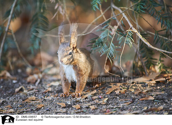 Eurasian red squirrel / DMS-09657