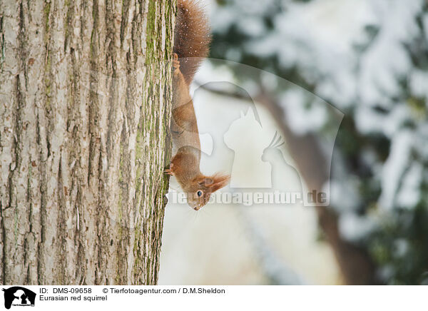 Europisches Eichhrnchen / Eurasian red squirrel / DMS-09658