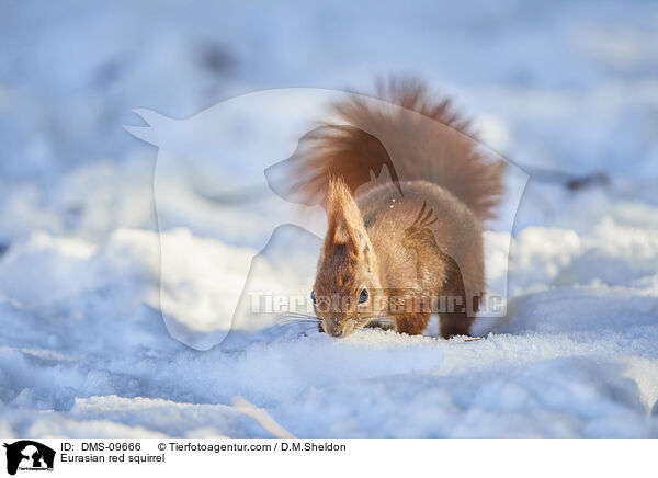 Europisches Eichhrnchen / Eurasian red squirrel / DMS-09666