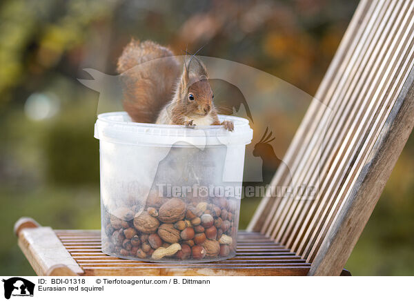 Europisches Eichhrnchen / Eurasian red squirrel / BDI-01318