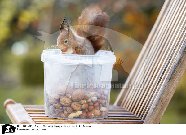 Europisches Eichhrnchen / Eurasian red squirrel / BDI-01319