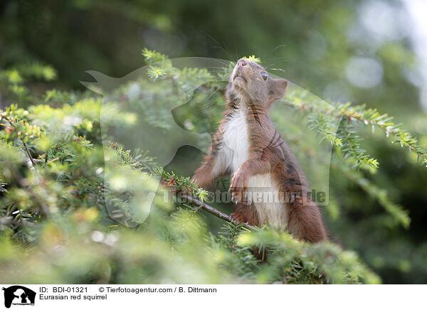 Europisches Eichhrnchen / Eurasian red squirrel / BDI-01321