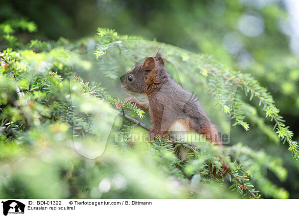 Europisches Eichhrnchen / Eurasian red squirrel / BDI-01322