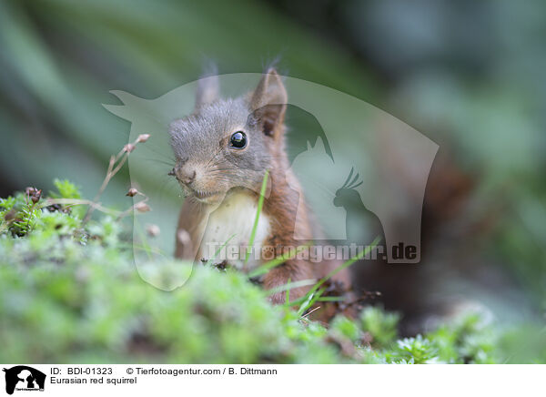 Europisches Eichhrnchen / Eurasian red squirrel / BDI-01323