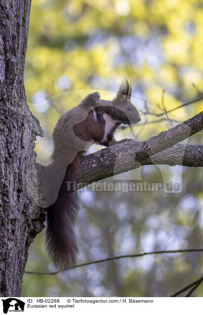 Europisches Eichhrnchen / Eurasian red squirrel / HB-02288