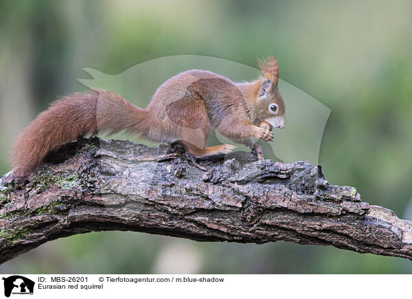 Europisches Eichhrnchen / Eurasian red squirrel / MBS-26201