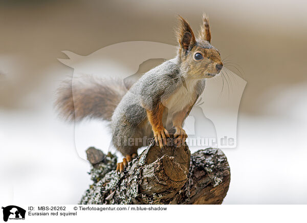 Europisches Eichhrnchen / Eurasian red squirrel / MBS-26262