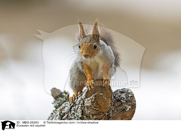 Eurasian red squirrel / MBS-26263