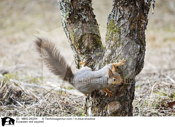 Europisches Eichhrnchen / Eurasian red squirrel / MBS-26264