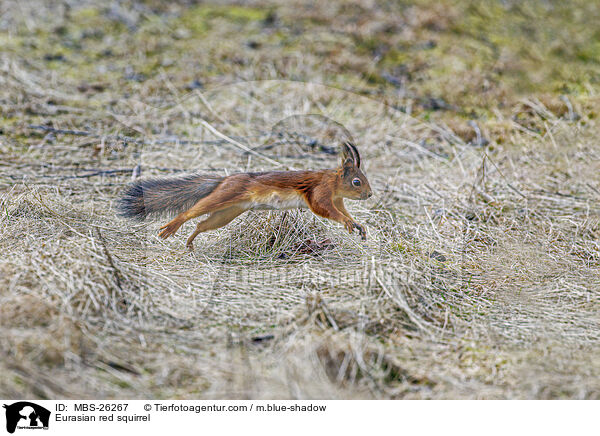Europisches Eichhrnchen / Eurasian red squirrel / MBS-26267