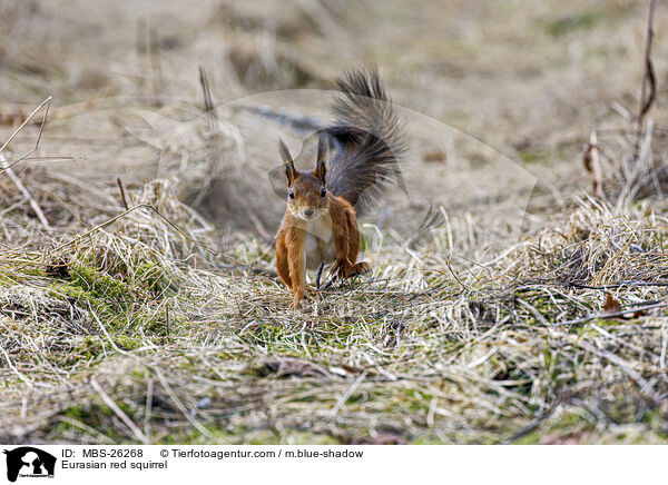 Europisches Eichhrnchen / Eurasian red squirrel / MBS-26268