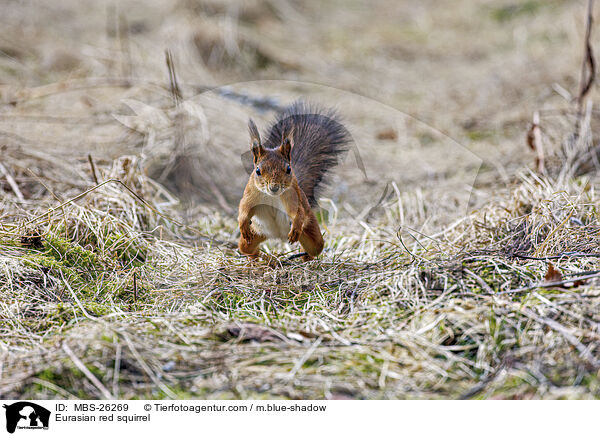 Eurasian red squirrel / MBS-26269