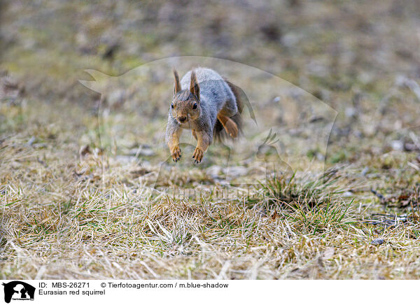Europisches Eichhrnchen / Eurasian red squirrel / MBS-26271