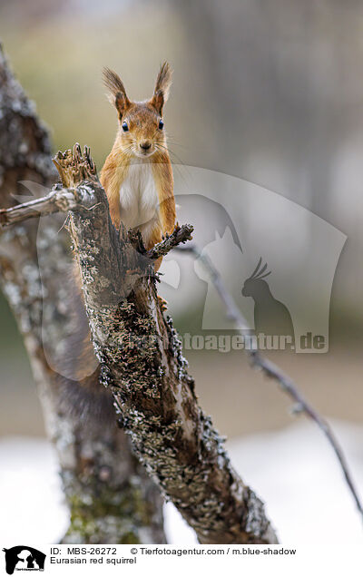 Europisches Eichhrnchen / Eurasian red squirrel / MBS-26272