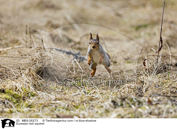 Europisches Eichhrnchen / Eurasian red squirrel / MBS-26273