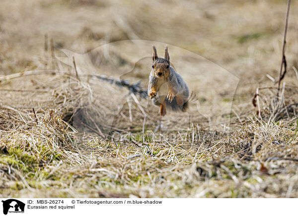 Europisches Eichhrnchen / Eurasian red squirrel / MBS-26274