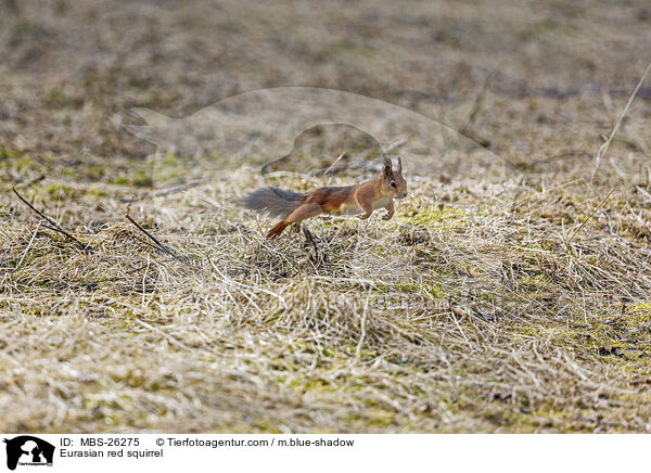 Europisches Eichhrnchen / Eurasian red squirrel / MBS-26275