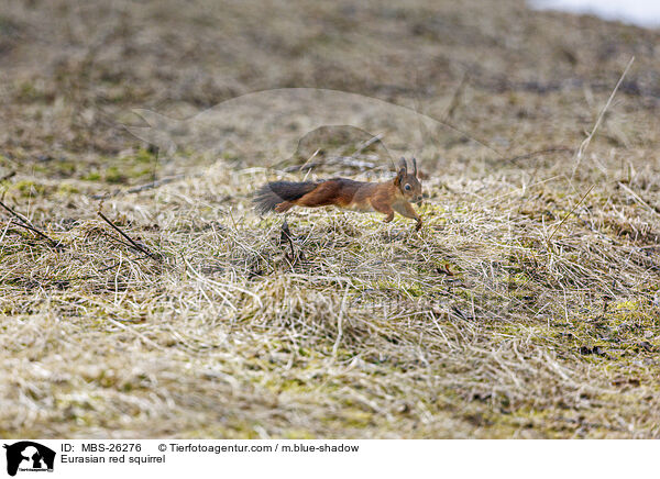 Europisches Eichhrnchen / Eurasian red squirrel / MBS-26276
