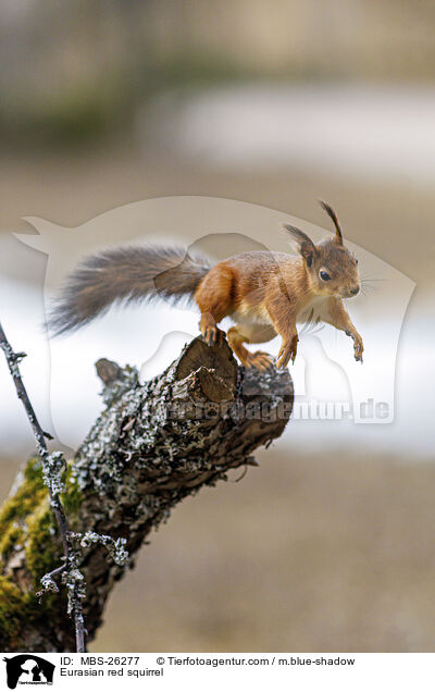 Europisches Eichhrnchen / Eurasian red squirrel / MBS-26277