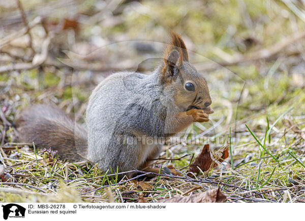 Europisches Eichhrnchen / Eurasian red squirrel / MBS-26278