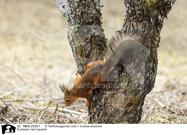 Europisches Eichhrnchen / Eurasian red squirrel / MBS-26281