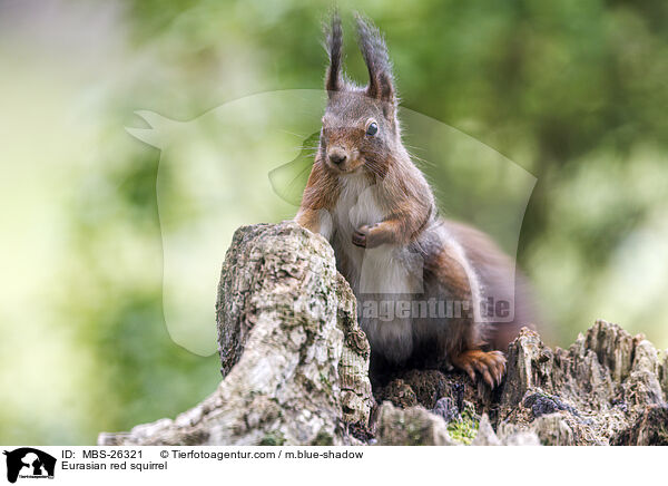 Europisches Eichhrnchen / Eurasian red squirrel / MBS-26321