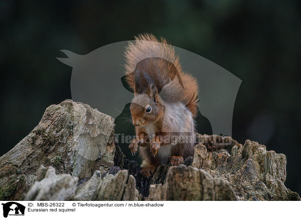 Europisches Eichhrnchen / Eurasian red squirrel / MBS-26322