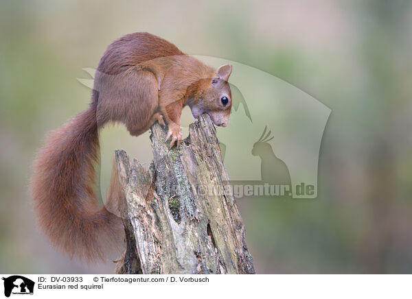 Eurasian red squirrel / DV-03933