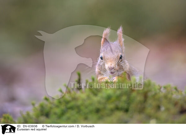 Eurasian red squirrel / DV-03936