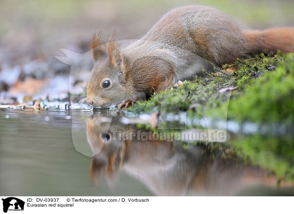 Eurasian red squirrel / DV-03937