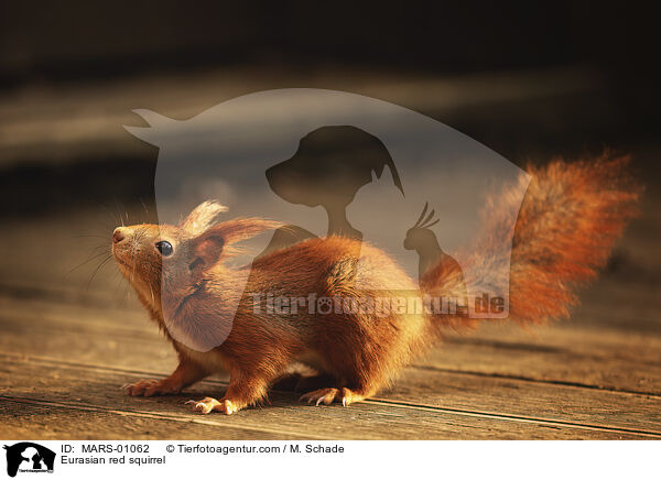 Eurasian red squirrel / MARS-01062