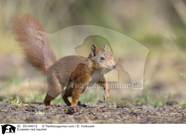 Europisches Eichhrnchen / Eurasian red squirrel / DV-04012