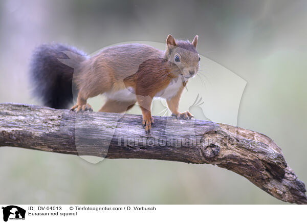 Eurasian red squirrel / DV-04013