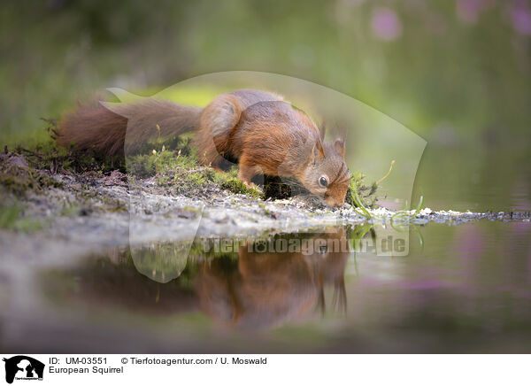 Europisches Eichhrnchen / European Squirrel / UM-03551