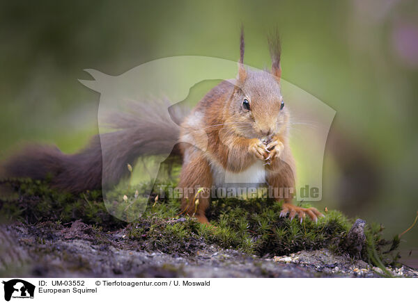 Europisches Eichhrnchen / European Squirrel / UM-03552