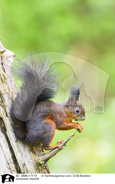 Europ�isches Eichh�rnchen / european squirrel / DMS-17714